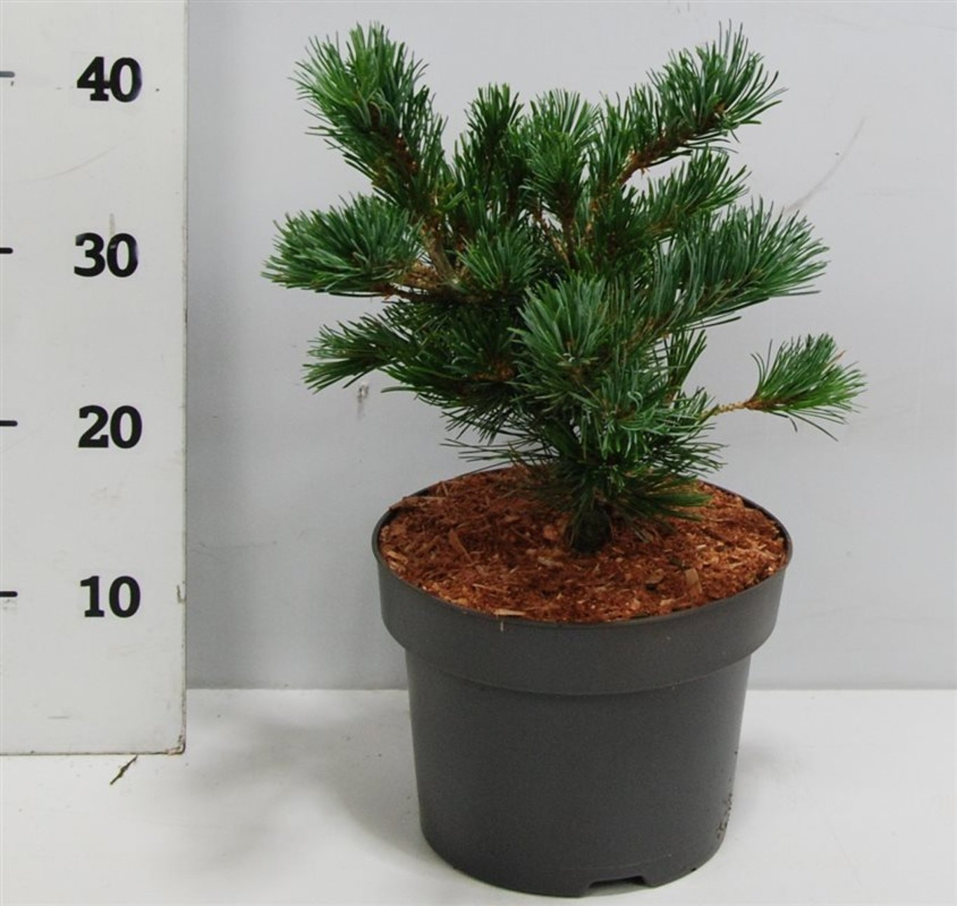 Pinus parv. 'Negishi' - C5 30-35 CM